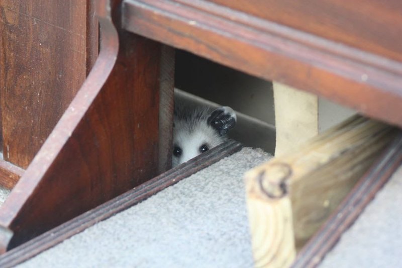 Possum hiding inside Mom's organ
